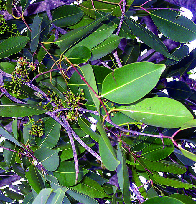 Syzygium cumini
